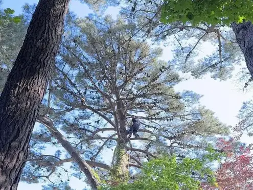 abattage arbre Morlaix-5