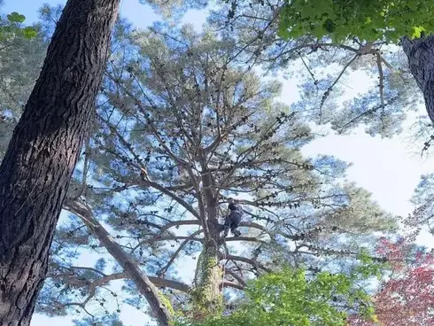 abattage arbre à Paimpol - image 3