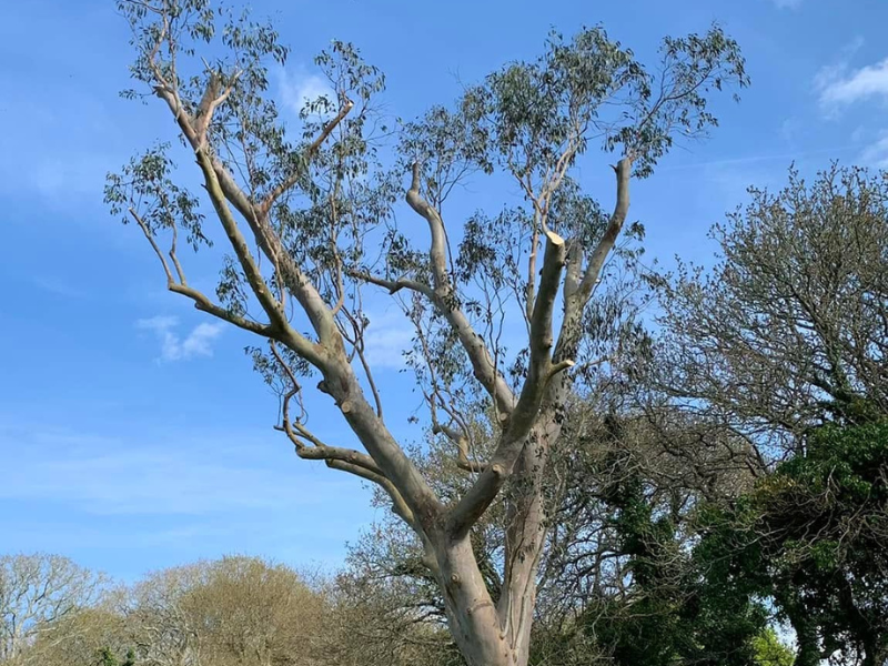 Abattage d'arbres réalisé par Prolame