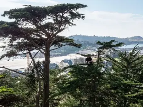 débroussaillage forestier à Lannion - image 4