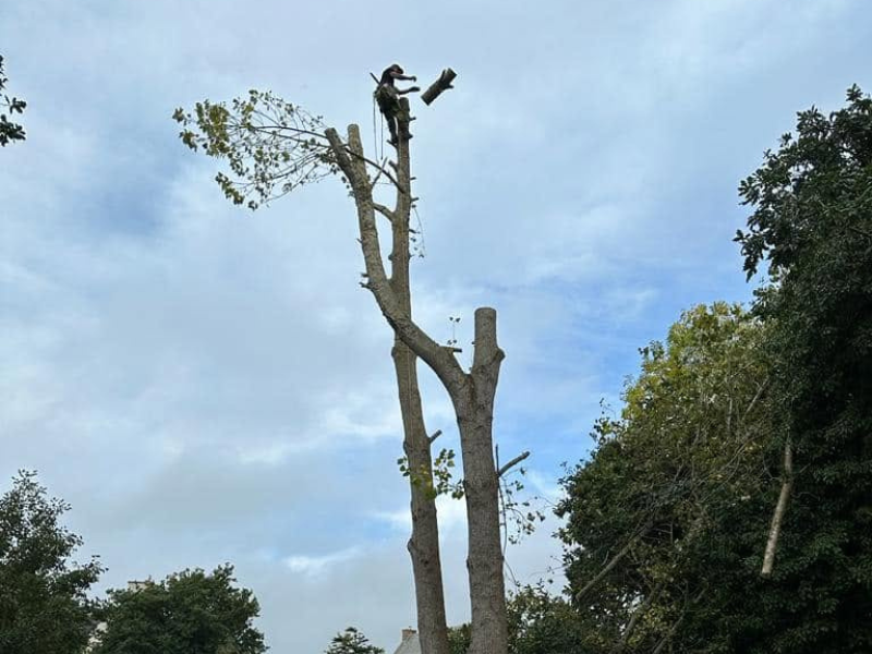 Taille d'arbres réalisée par Prolame