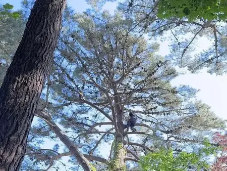 entretien de jardin à Guingamp - image 2