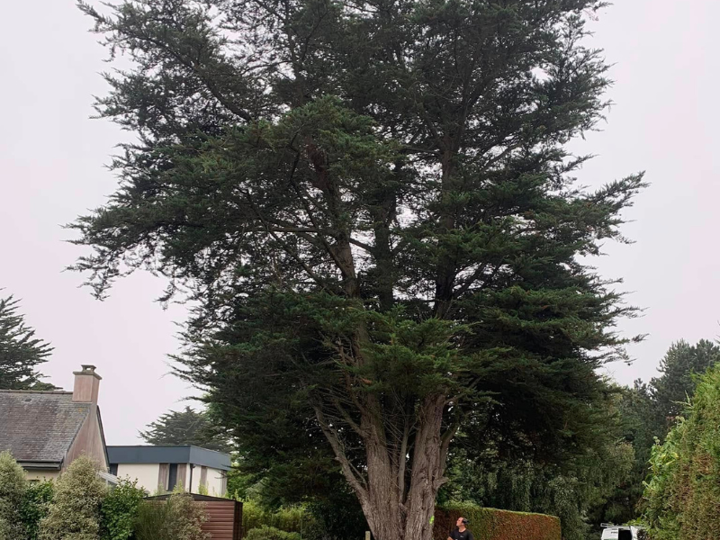Mise en sécurité d'arbres réalisée par Prolame
