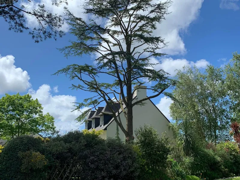 Élagage et abattage par Prolame - réalisation 3